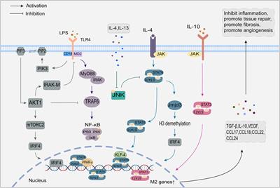 Role of macrophage polarization in heart failure and traditional Chinese medicine treatment